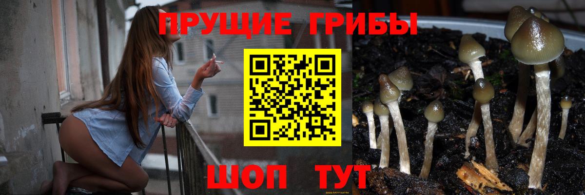Черногорск  Псилоцибиновые грибы Cubensis  Вход с VPN 